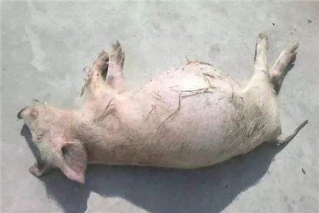 猪突然腹胀如鼓,试了几个方法都不管用,这样做......
