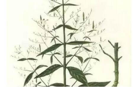 治仔猪黄、白痢用穿心莲效果怎么样?