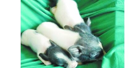 据中国科学院广州生物医药与健康研究院最新消息,该院赖良学研究员课题组首次构建了新型条件性表达Cas9基因工具猪模型