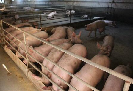 常德一养猪场肆意排污 违法老板被拘五日