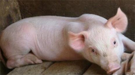 猪拉血便,这样处理好得快!