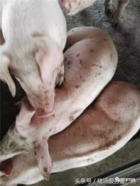 董广林:养猪中如果遇到这种疑似丹毒病例怎么办?