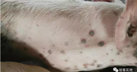 董广林:养猪中如果遇到这种疑似丹毒病例怎么办?