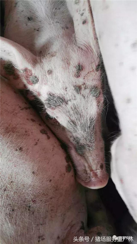 董广林:养猪中如果遇到这种疑似丹毒病例怎么办?