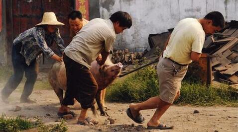 养猪到底能赚多少钱?可能会赔多少钱?本文给你答案!