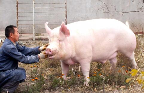 肉类缺口增至1000万吨,环保去产能,猪价将走上坡路?