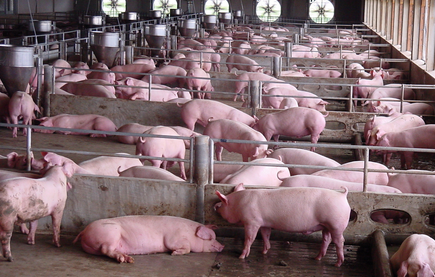 “暴利”结束,行业走向微利!中国饲料业还有没有机会?