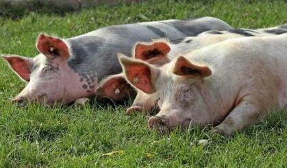 定了！明年将要强制淘汰这3类养殖户！