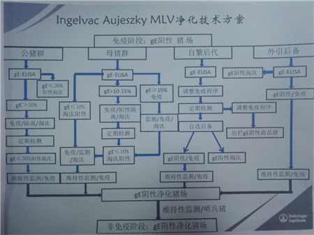 一个伪狂犬阴性场的标签不仅对企业形象有所提升，更是对公司实力的高度认可。伪狂犬病净化已是大势所趋，面对伪狂犬的净化，是长痛还是短痛？是持续性“流血”还是一次性放够再休生养息？