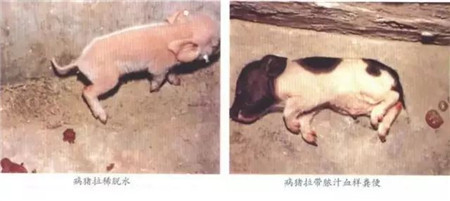 仔猪红痢怎么治？农大教授的方法让你脑洞大开