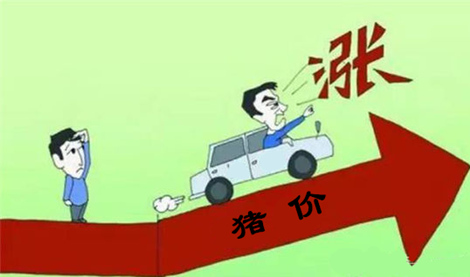 猛！猪价后劲十足，从19号起已连涨10天，而最近的涨幅更是越来越猛。
