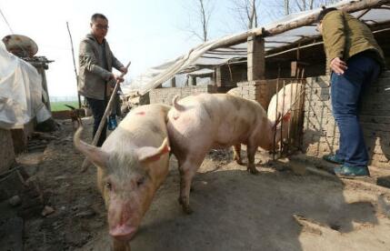 “三无”养猪场列入关停就可放任不管?