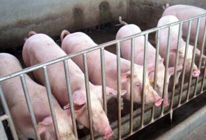 山东烟台已关闭养殖场2521个!规模化程度高达92%