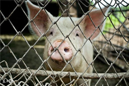 正大：皖北100万头安全可追溯猪源产业链项目落户城北镇