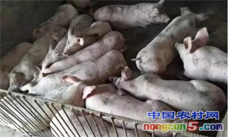 警惕：近期猪突然死亡率的40%，是因为这种病！