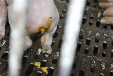 明白了“三分治疗,七分护理”这句话,让病猪治愈率提高80%