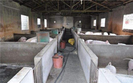 2018年养猪应该注意什么?这几点尤为重要