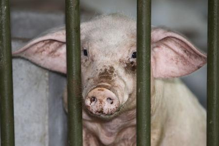 神经”病,顾名思义,一类能引发猪只神经症状的疾病总称,临床上比较多见。