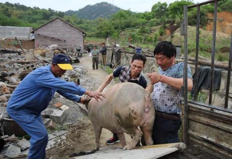 养猪小散这次卖猪,被坑惨了 这种骗术太恨人了!