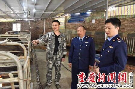 野猪在外“游荡”20天后 听到音乐自己走回猪圈