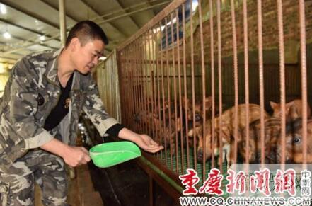 野猪在外“游荡”20天后 听到音乐自己走回猪圈