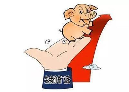 猪价涨了普天同庆？养猪户笑得合不拢嘴，他们却哭了