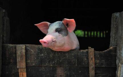 拖欠饲料款,可能被实施生猪财产保全!