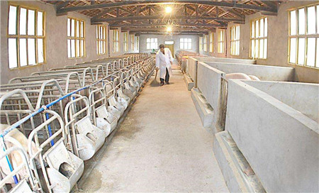 南昌：湾里区今年底实现生猪全域退养