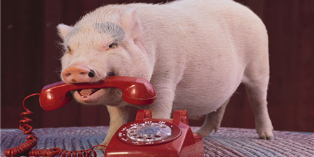 大范围压栏继续 养殖户要看准出栏时机