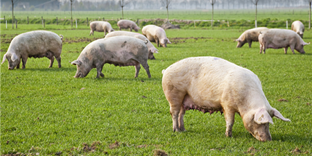 最高2000万!那正规养猪补贴流程如何走?