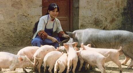 养猪业升级转型是不是必须淘汰散养户,这里就是答案!