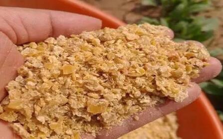 前市豆菜粕价差扩大，挺价菜粕，使菜粕在成交量及价格均出现上涨，但考虑到温度聚降，水产养殖需求较淡，菜粕自身终端需求较为低迷