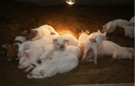 2017年,猪周期进入下行通道,而环保禁养风潮却使得国内生猪价格实现“软着陆”,令行业上市公司收获市场广泛关注。