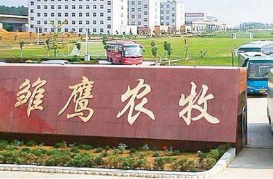 种猪品牌稀缺,雏鹰农牧自主创新培育三门峡雏鹰黑猪