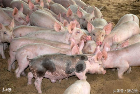 禁养进入倒计时,养猪人将何去何从?