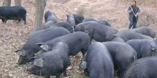 公众号《农视网》