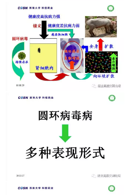 要想把猪养好，必须先把猪养活！！！