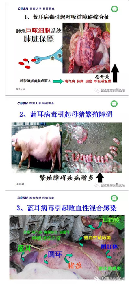 要想把猪养好，必须先把猪养活！！！