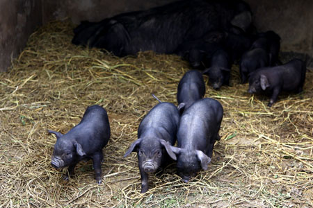 严寒来袭,因为“禁煤令”,“2+26”地区的猪舍取暖成本更高。更重要的是,规模化猪场的增多,中小散户感觉养殖的“寒冬”更冷了。