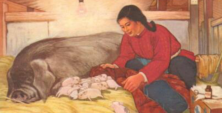 压猪减禽!继四会全市禁养后,佛山全市取消适养区!广东的养猪户赶紧看过来……