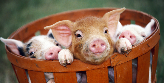 冯永辉:冬至前后 猪价还有一波上涨