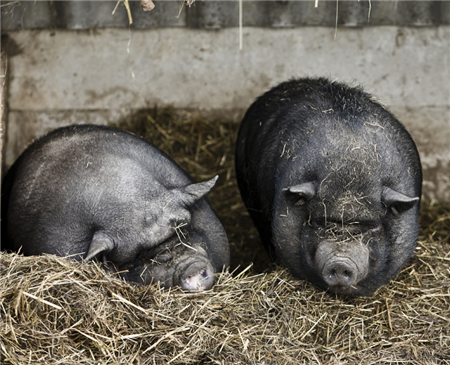压栏后还要再压栏,猪价就能再起来?