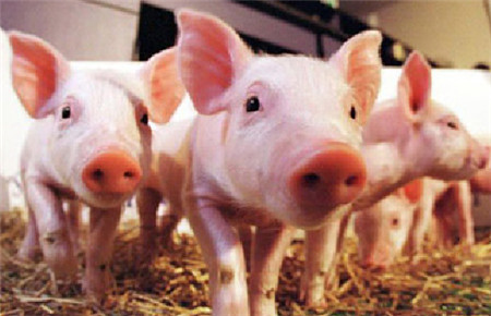 涨价?节前这个现象并不意味着明年猪价将有好表现