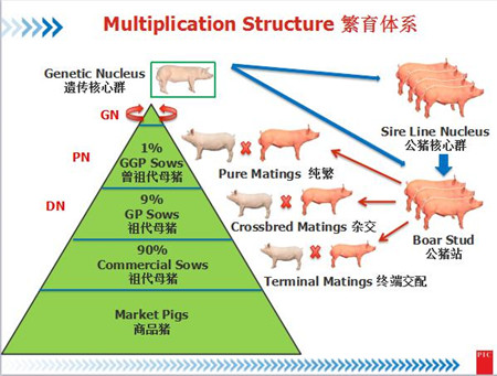 PIC全球育种总监David：基因选育能加速猪的遗传改良