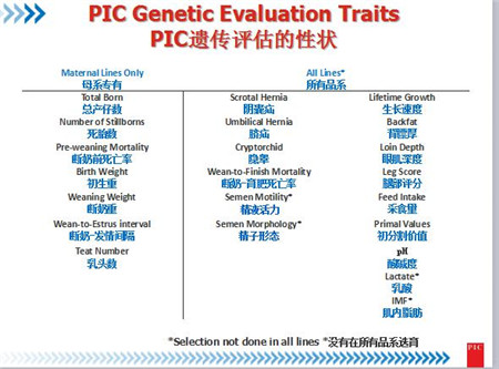 PIC全球育种总监David：基因选育能加速猪的遗传改良