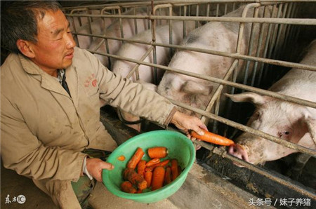 农村养猪赚钱难,要想持续赚钱?顺着这三条路走