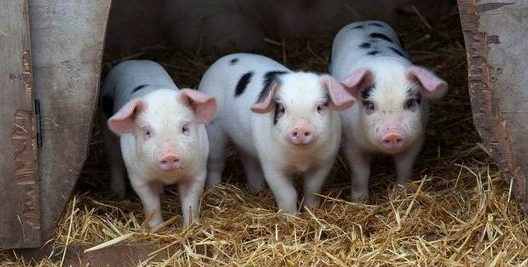 有分析师认为猪价连涨半个月,但消费仍未达到高峰,此时屠宰企业进行战略性压价,为后续大量储备减轻压力,因此猪价才呈现出阶段性震荡调整