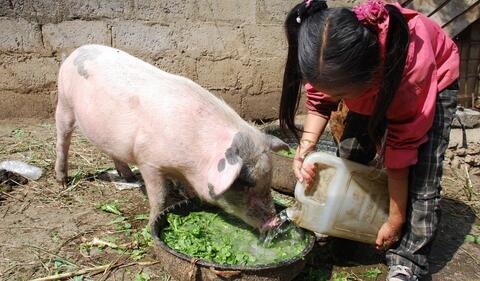 出栏生猪价达到至8个月高位，农牧企业年报业绩高位继续增长，业内人士认为，明年首季猪价仍将维持高位!