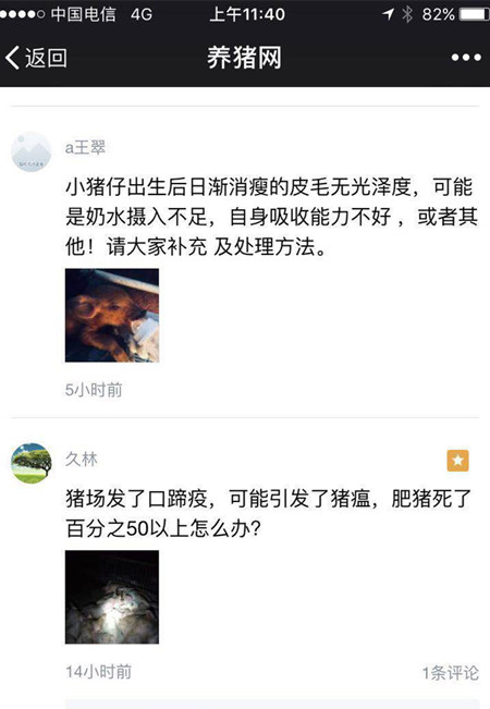 16省份猪价向8元冲刺，猪价震荡的背后是上涨！