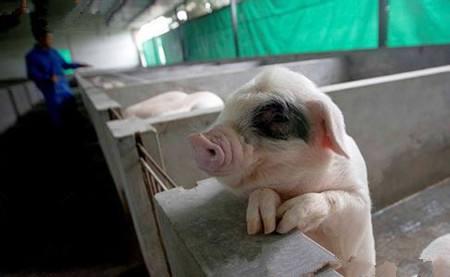 农村养猪人看了这些消息，感叹道：散养户没前途了！